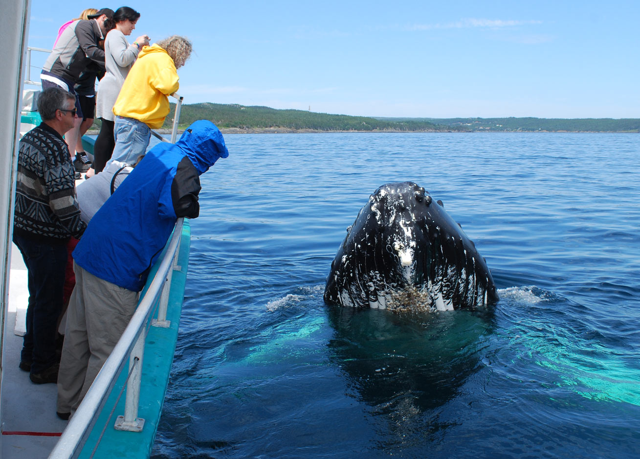 Newfoundland Whale Watching Tour - Molly Bawn